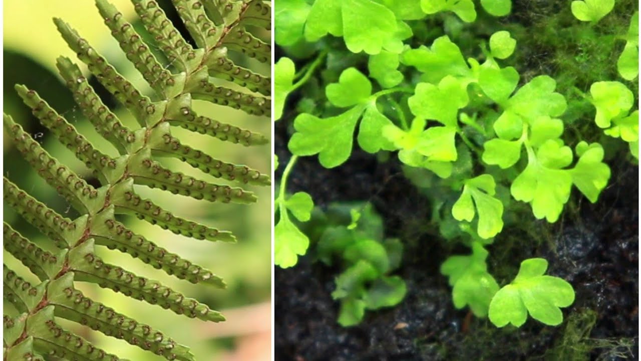 Propagating ferns from SPORES (EASY) || إكثار السرخس (الخنشار/الفوجير