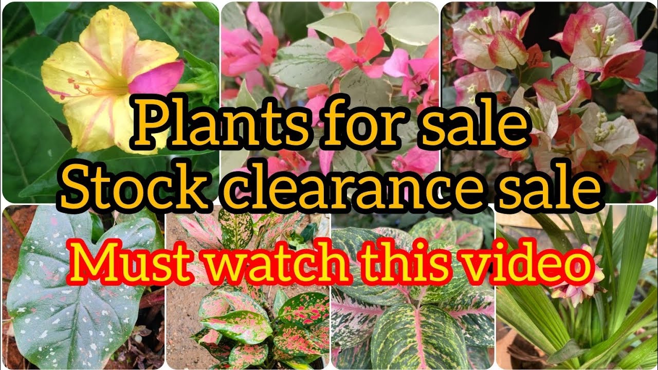Plants for sale💥🌸 