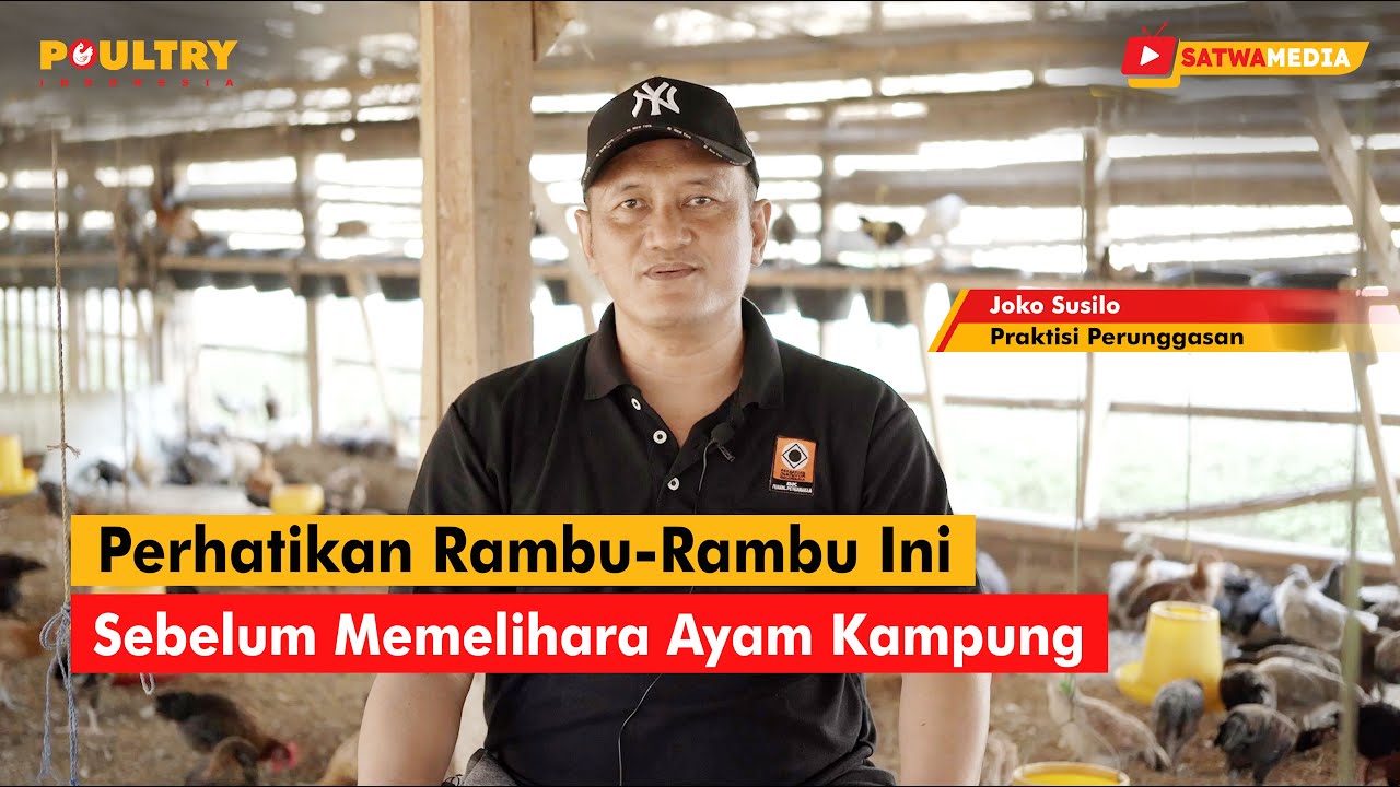 Perhatikan Rambu-Rambu Ini Sebelum Memelihara Ayam Kampung