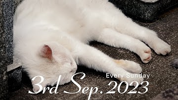 予告#013「ノラや Lost Cats Season3」 2023年9月3日18:00配信スタート!!