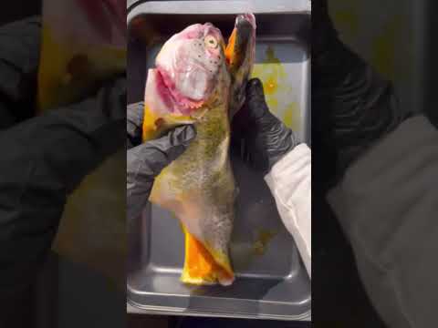 Persian Fish and