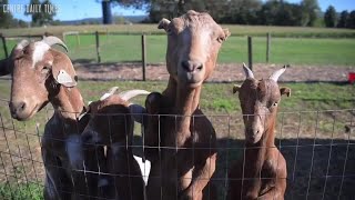 A look at the corn maze and animals at Living Faith Acres