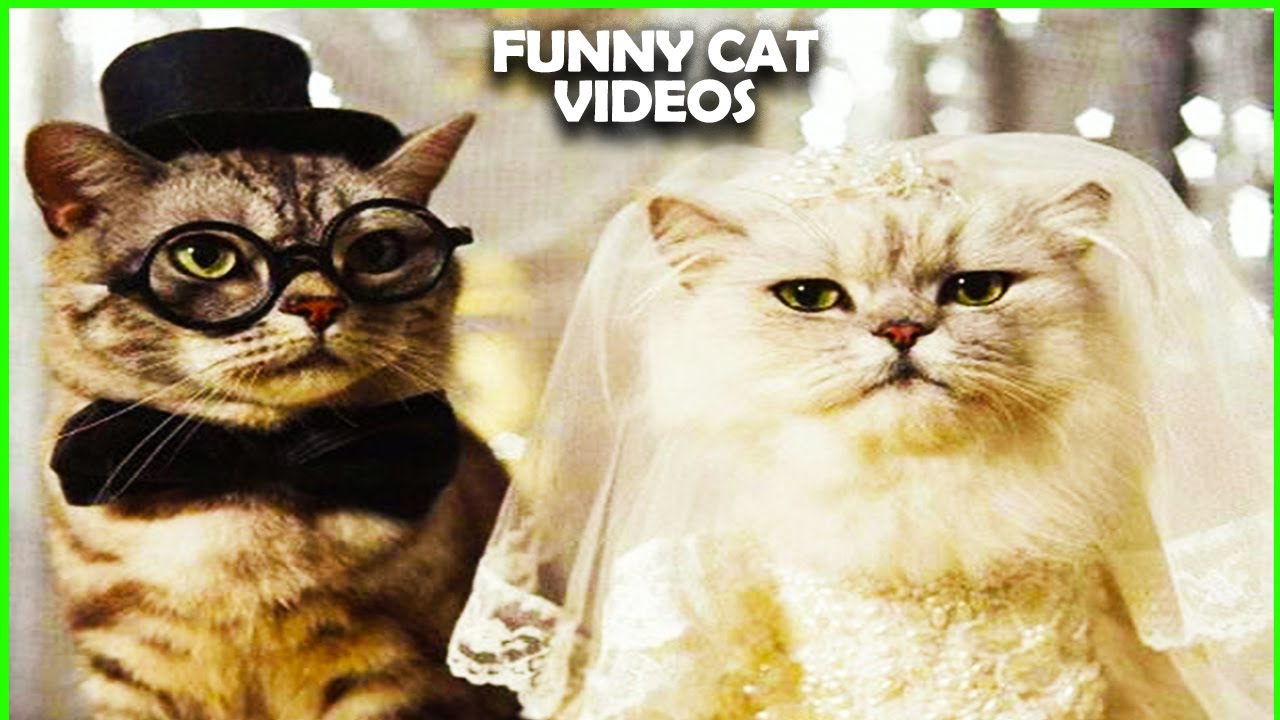 CATS will make you LAUGH YOUR HEAD OFF Funny CAT compilation - YouTube