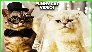 CATS will make you LAUGH YOUR HEAD OFF Funny CAT compilation