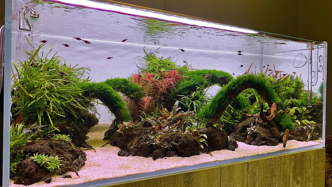 EPIC NEW Aquascape Store - Horizon Aquatics