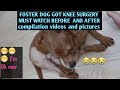 FOSTER DOGs/HONGKONG RESCUE DOGS