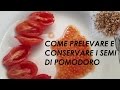 COME PRELEVARE E CONSERVARE I SEMI DEL POMODORO