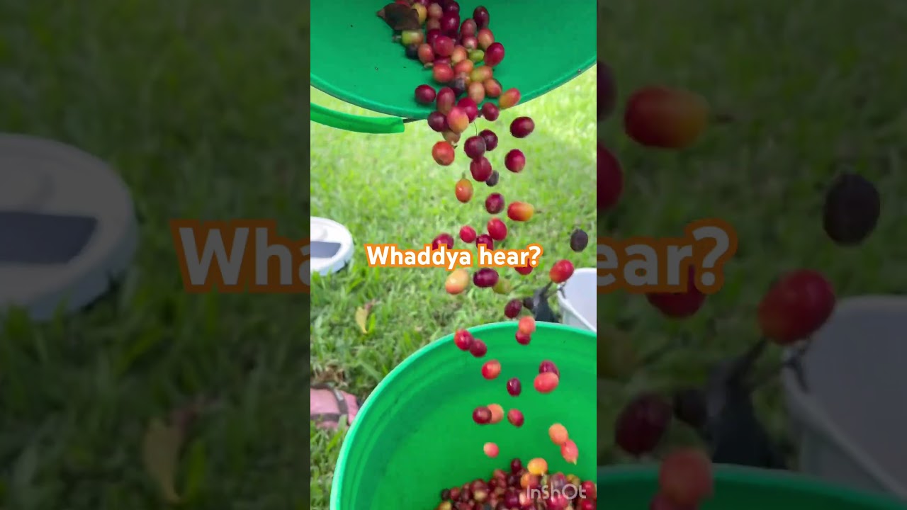 Hear that? It’s the sound of freshly picked coffee cherries 