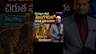 🚨 వెలుగోడులో చిరుత పులి కలకలం.. వీడియో వైరల్ | #Velugodu #Leopard