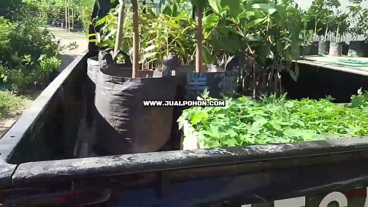 Dapatkan Bibit Durian Duri Hitam Asli Berkualitas (Proses Kirim)