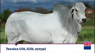 Tecnico Col Col 27232 - Touro Nelore Abs