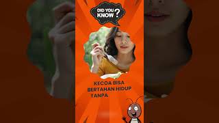 Did You Know Kecoa | Fakta Unik #kecoa #serangga
