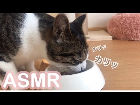 【ASMR】猫がカリカリゴハンを食べる音【Eating Sounds】【咀嚼音】