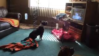 Cuddy Watching Dog Tails