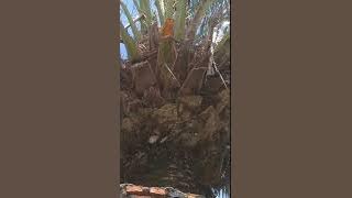 KURMA ABAH KH HANAFI KARAWANG