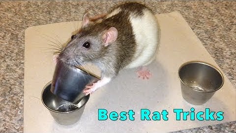 Shadow The Rat - Best Rat Tricks (Compilation)