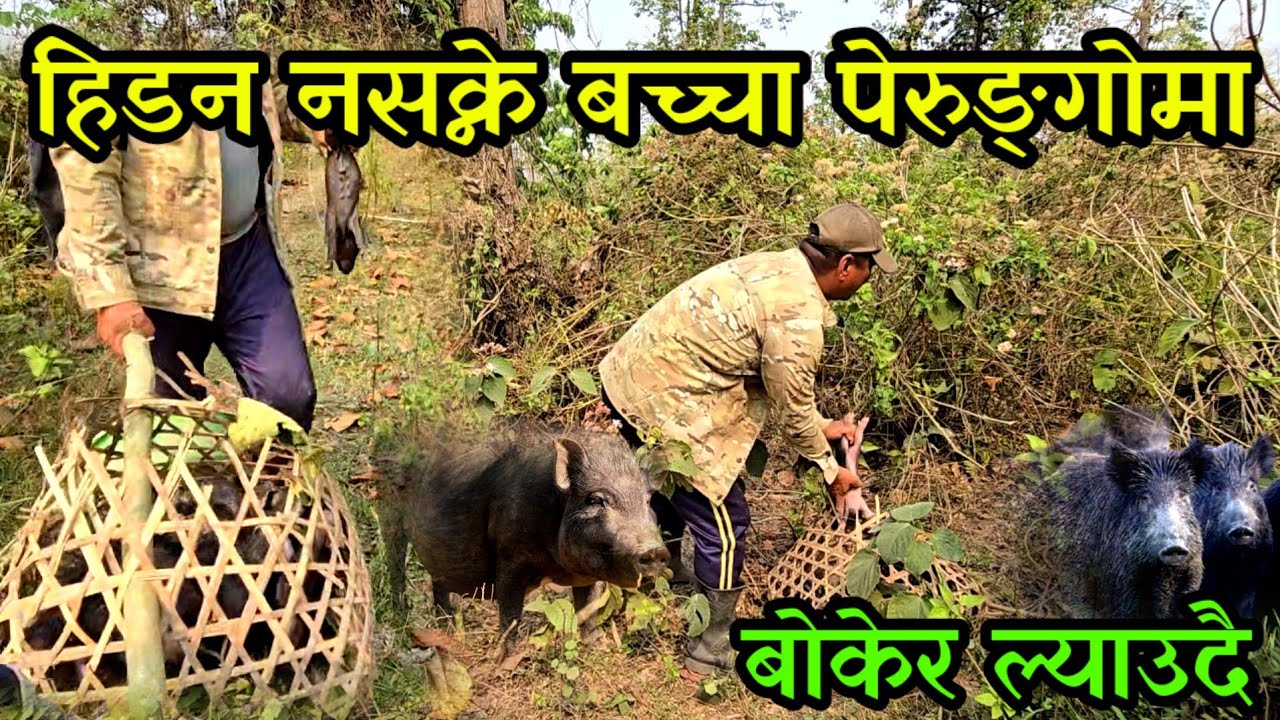 हिडन नसक्ने बच्चालाई पेरुङोमा बोकेर ल्याउदा माउले आक्रमण गर्यो outdoor piggery