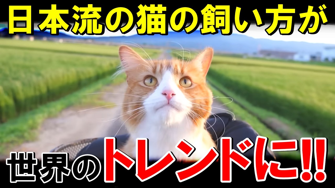 これが日本の猫の飼い方か【海外の反応】