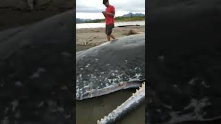 Download Lagu Pertanda apakah in ?  Penemuan Ikan paus 9meter Mamuju Kec. Kalukku Desa Beru2 dusun Babalalang MP3