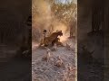 Pitbull Mother Defends Her Puppies From Wild Cat Attack! (AI Simulation) #shorts