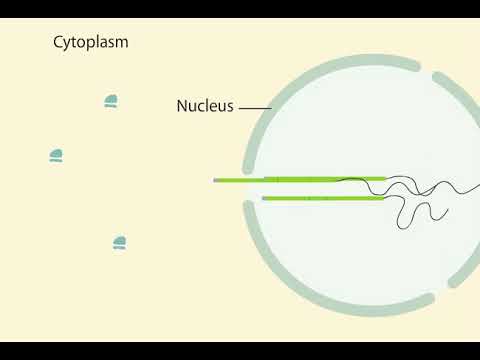 Video: Kuidas mRNA tuumast lahkub?