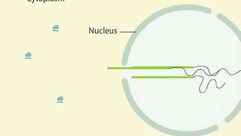 mRNA Processing