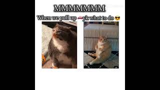 DISCLAIMER: These cats are not mine. I found photos on the internet DISCLAIMER: These cats are not mine. I found photos on the internet