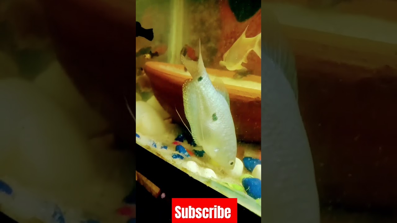 mr molly top 3 famous fish 