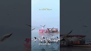 GWARIGHAT WINTER SEASON MAA REVA JABALPUR!.#maa #narmada #maiya #thandi #jabalpur