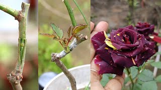 Rose Bud Grafting | गुलाब की कलम लगाने का पूरा तरीका Step by Step screenshot 5