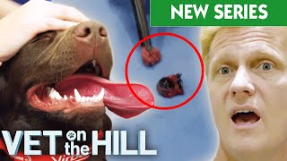 Vet Removes Guinea Pig's Eye and Labrador Battles Lethal Heat Stroke | VOTH S5 E3 | Bondi Vet