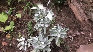 The Medicinal & Food Uses Of White Sagesalvia Apiana