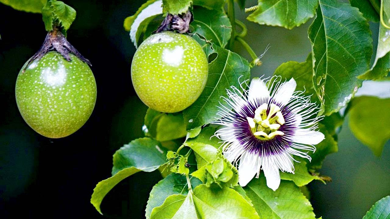 How To Grow Care And Harvesting Passion Fruit From Cuttings 