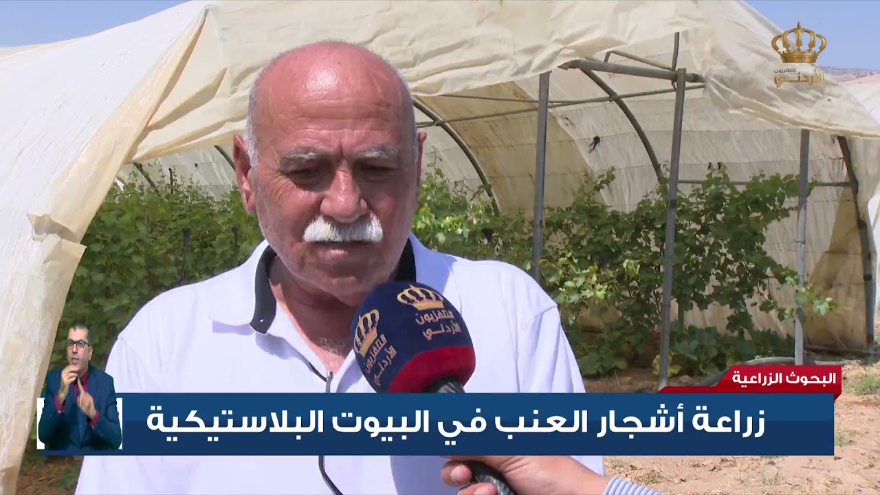 زراعة أشجار العنب في البيوت البلاستيكية