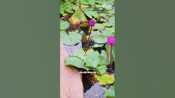 Cách Chọn và Trồng Các Loại Cây Trong Khu Vườn Nhật Bản | Cảnh Quan Asia