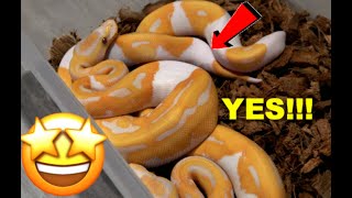 Orange and White Pythons! Dreamsicle Clutch Update!