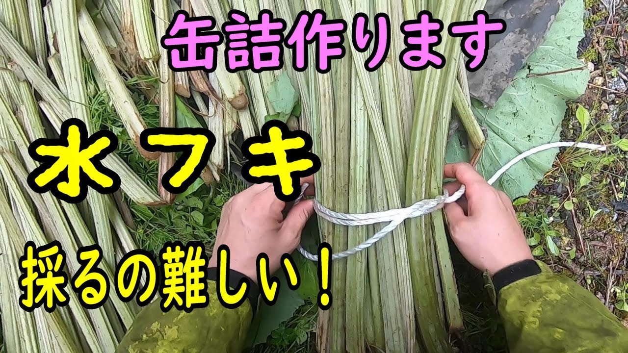 実は難しい水フキ採り - YouTube