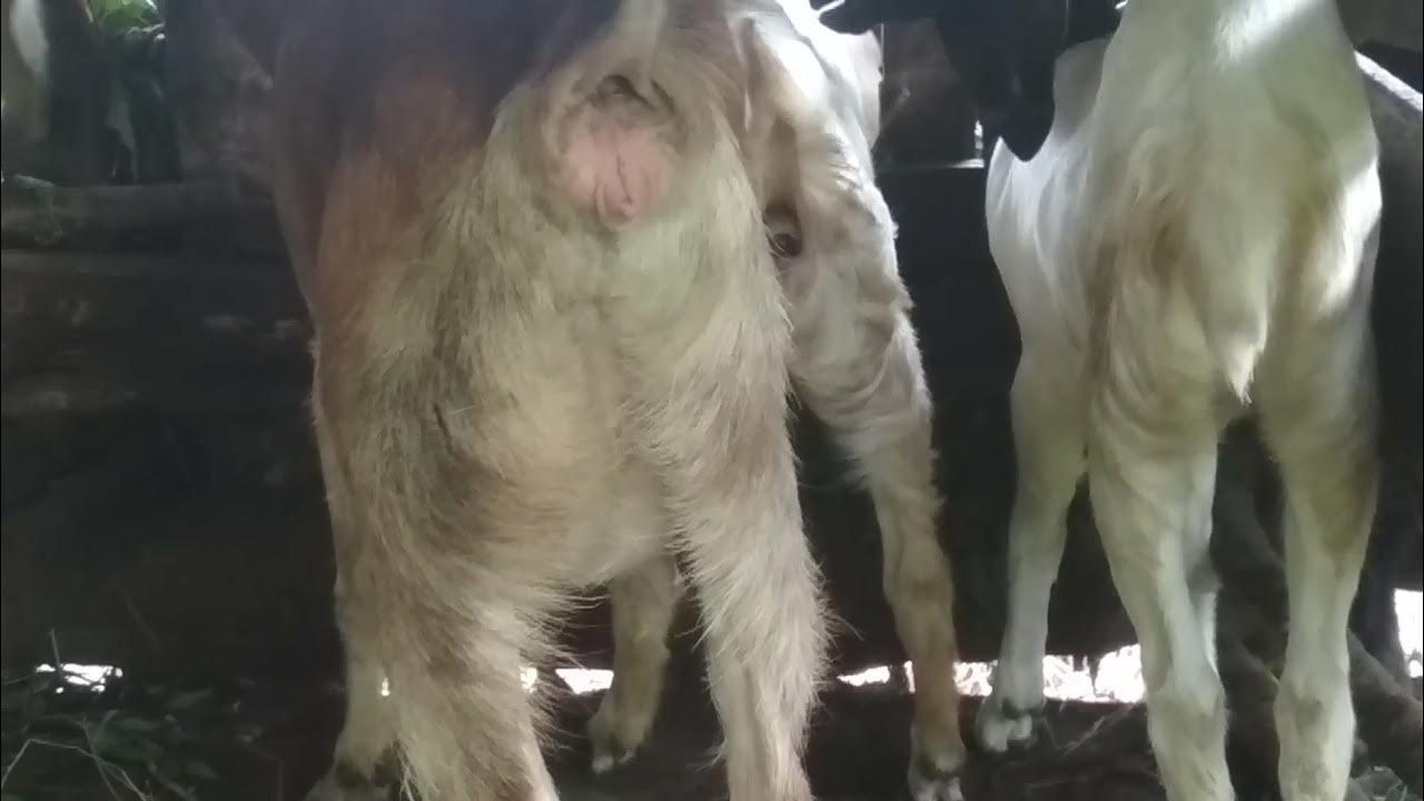 Ciri ciri kambing betina birahi - YouTube