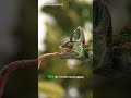 Chameleons’ Tongues: Nature’s High-Speed Hunters!