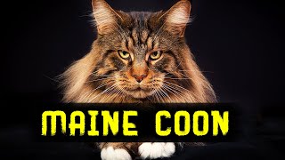 Full Guide: Maine Coon. Watch This Before Getting One