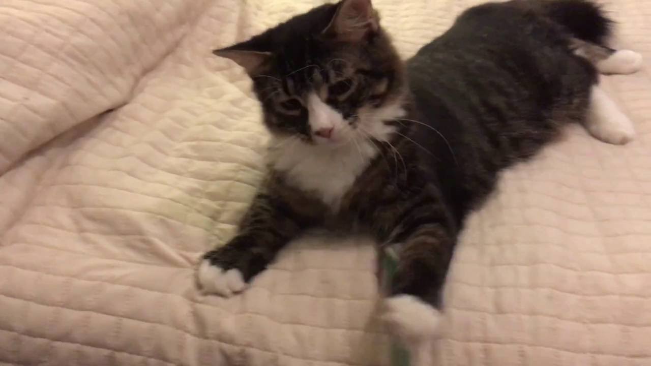 Rectangles 2 - Anna Webber's Simple Trio