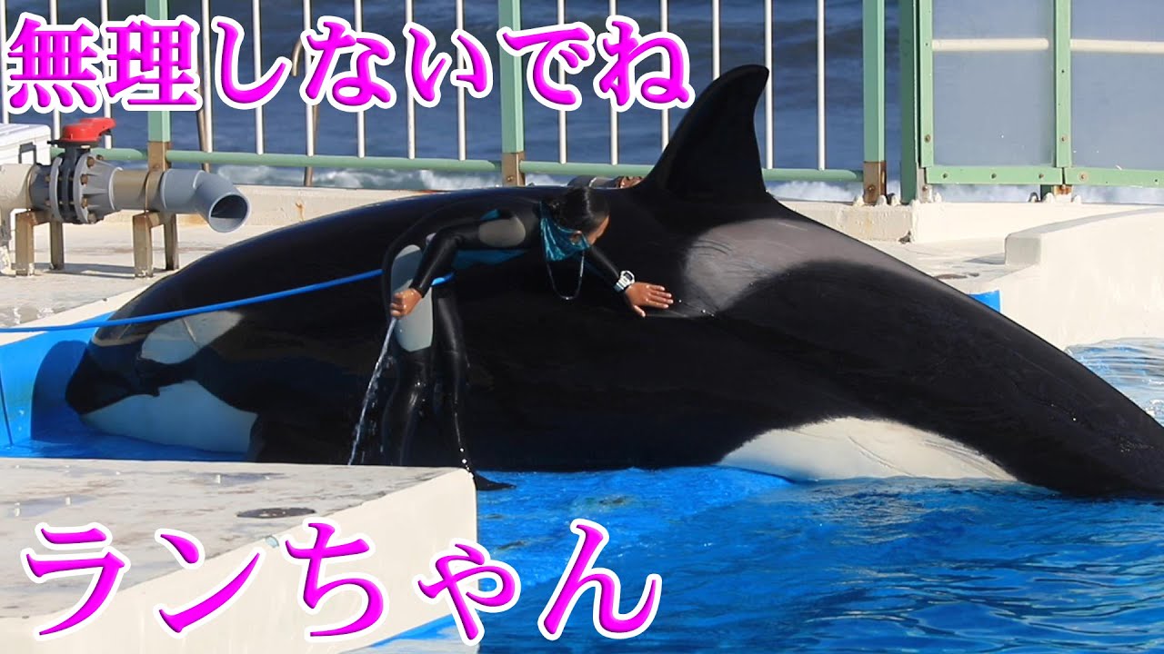 ランちゃん早く良くなってね 鴨川シーワールド シャチ Kamogawa Sea World Youtube ランちゃん早く良くなってね 鴨川シーワールド シャチ Kamogawa Sea World Youtube