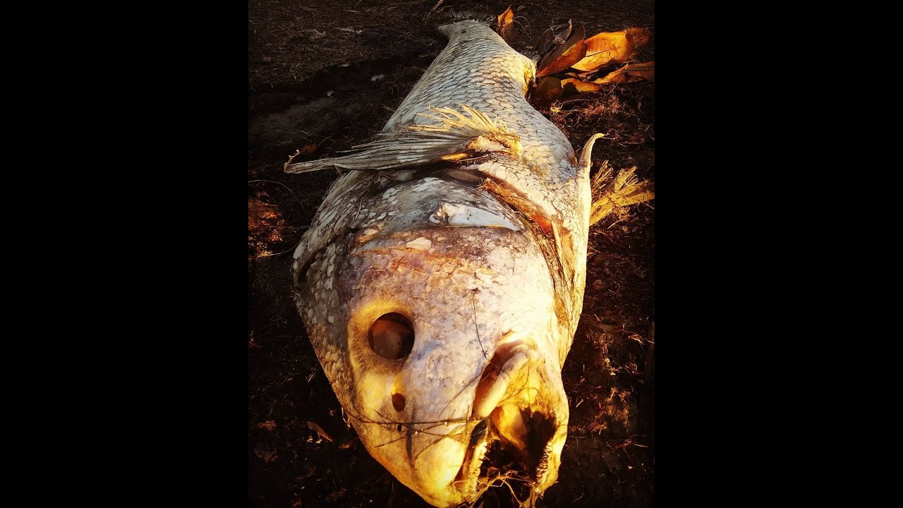 CATCHING THE WHOLE SCHOOL OF BABY BLACK DRUMPELICAN BRIDGECORPUS