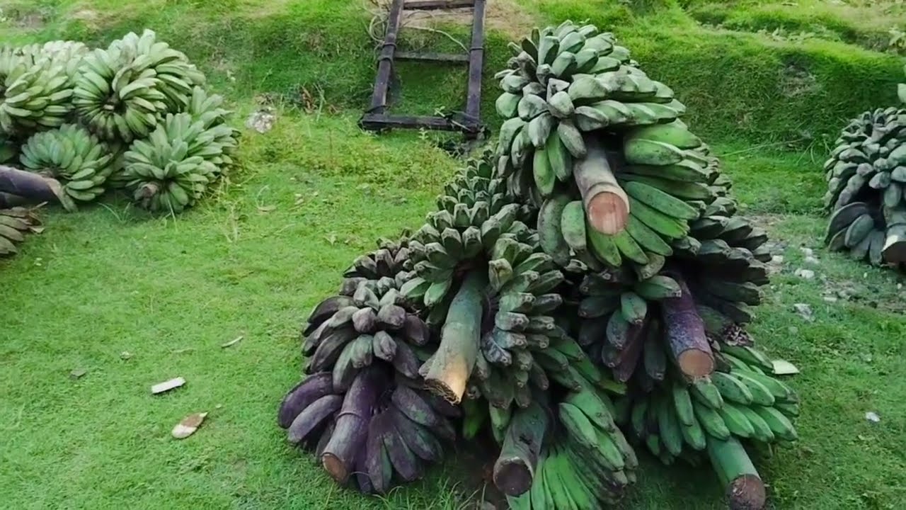 Pengepulan Pisang Kepok, sistem hitung ABCD