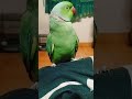 Whistle King 🦜🎶 #Parrot #TalkingParrot #CuteBird #FunnyParrot #Shorts