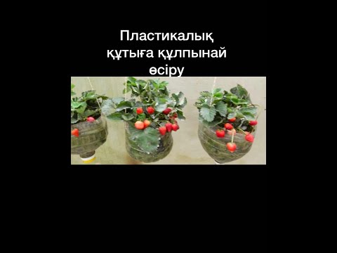 Бейне: Альбион құлпынай туралы ақпарат - Альбион құлпынай өсімдіктерін өсіру және күту