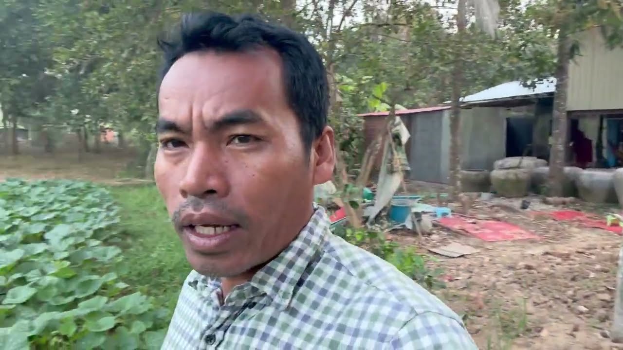 We are distributing pumpkin leaves and cauliflower