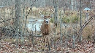 The Scent Dripper ..How to use for Whitetail  Deer Hunting Success!