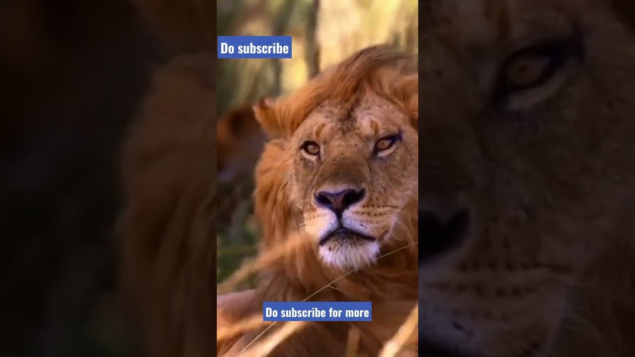 live life King size 👑