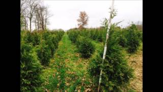 Exclusive Suggested as the best Fast  Growing Evergreen Screening Trees Details